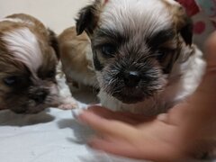 Bishon (mama bishon frize -tatal Shihtzu)