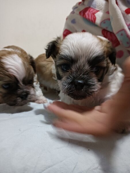Bishon (mama bishon frize -tatal Shihtzu).