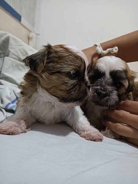 Bishon (mama bishon frize -tatal Shihtzu).