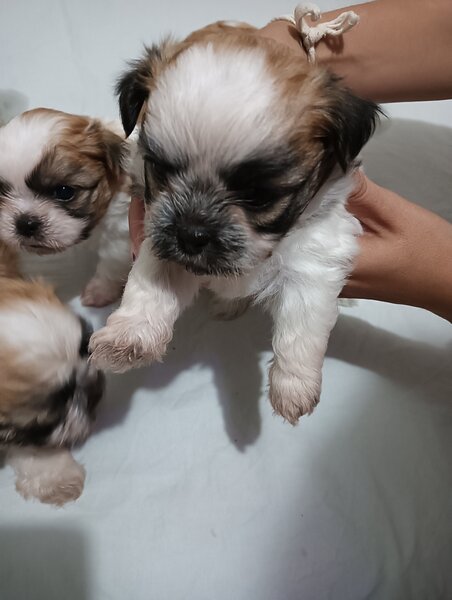 Bishon (mama bishon frize -tatal Shihtzu).