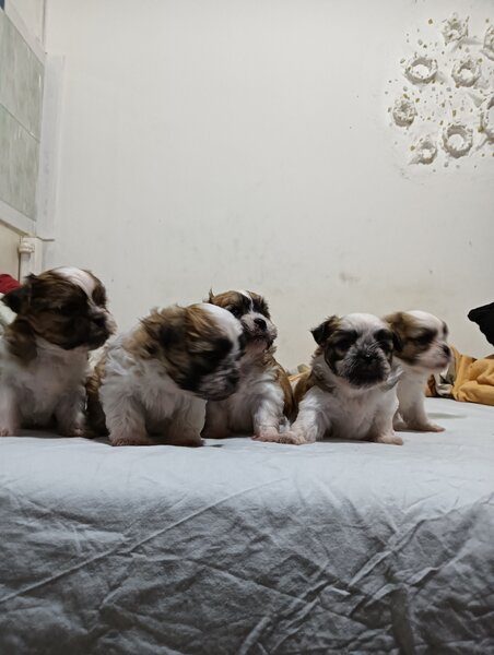 Bishon (mama bishon frize -tatal Shihtzu).
