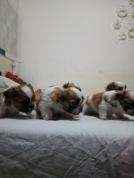 Bishon (mama bishon frize -tatal Shihtzu).