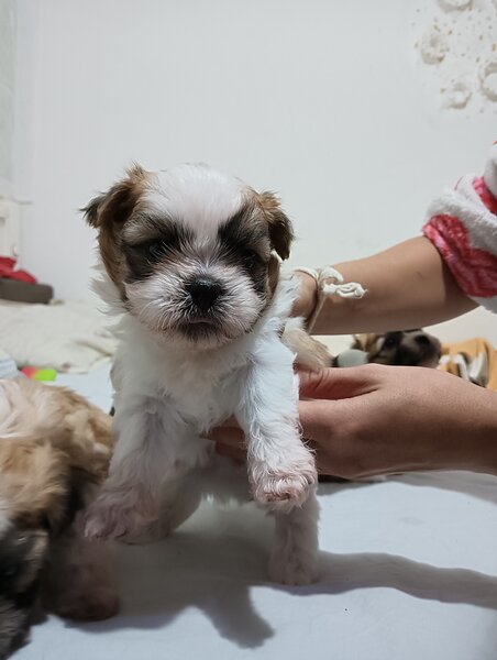 Bishon (mama bishon frize -tatal Shihtzu).