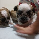 Bishon (mama bishon frize -tatal Shihtzu)